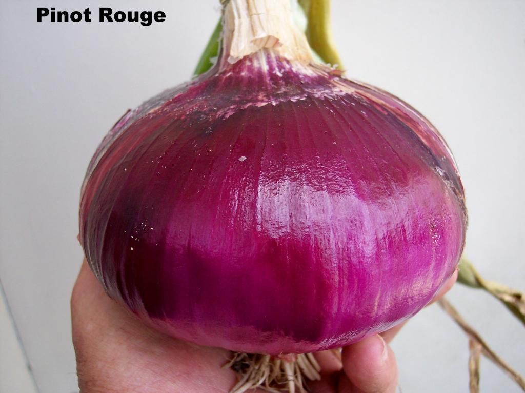 Pinot Rouge photo PinotRouge5a_zpsdcac196a.jpg